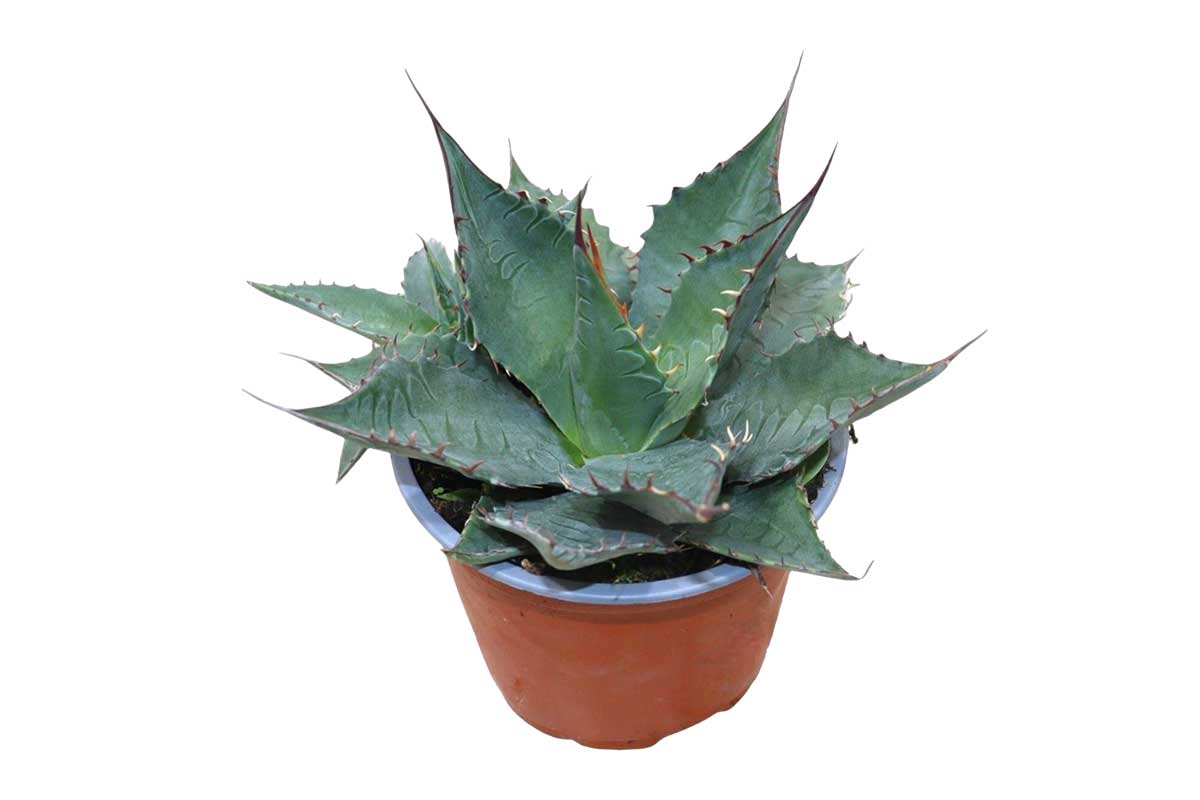 【親株】Agave shark skin × salmiana v. ferox Agave salmiana var. ferox | Greenleaf – Greenleaf Garden Center