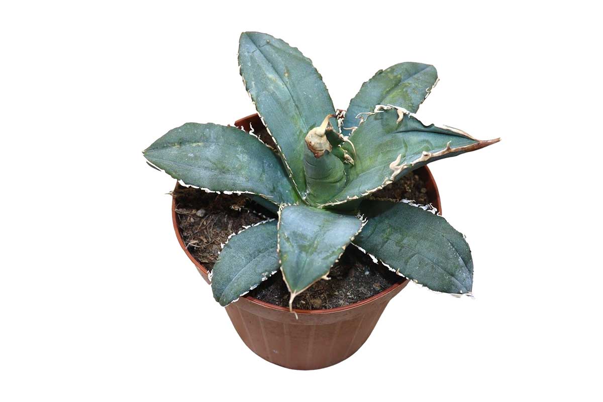 Agave titanota | Greenleaf – Greenleaf Garden Center