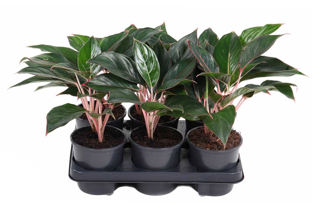aglaonema mystery Aglaonema 'Misterio' — Αγλαόνεμα