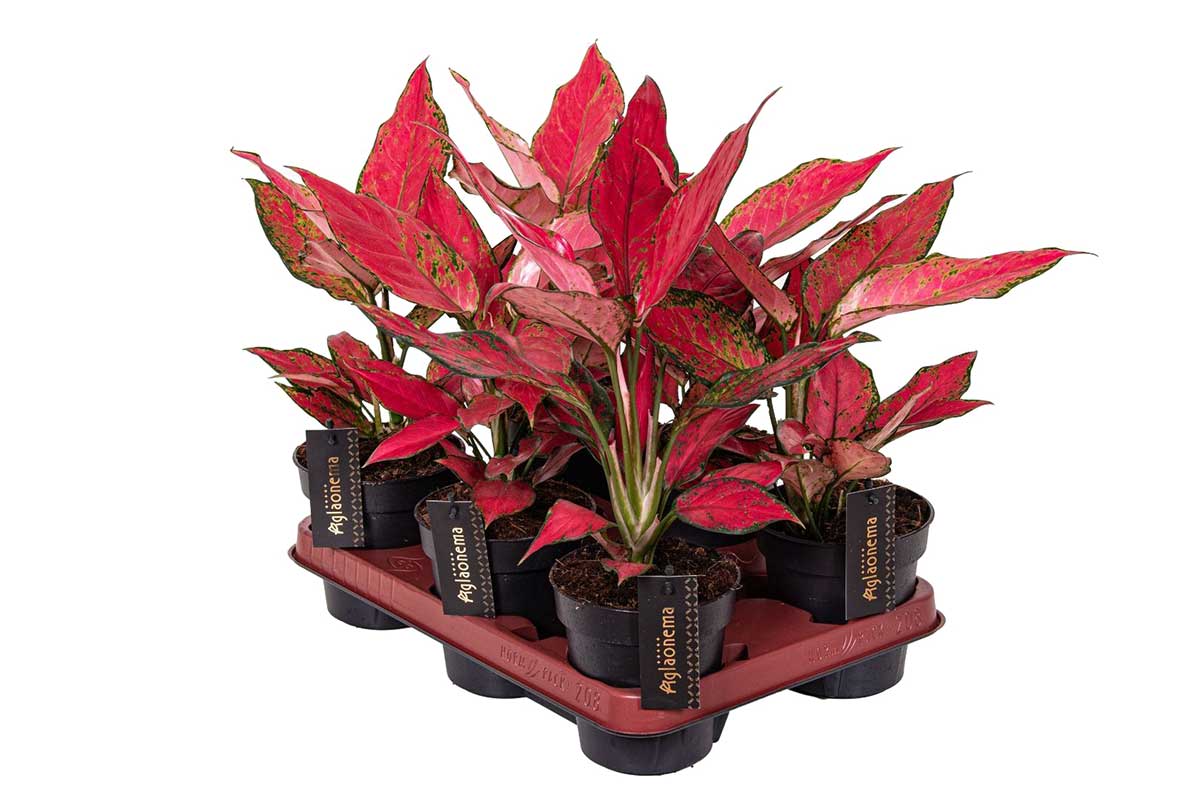 aglaonema cherry baby care Aglaonema 'Cherry Baby' 12cm – Greenleaf Garden Center