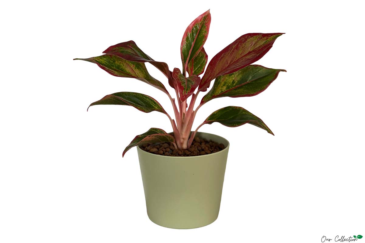 aglaonema red fire Aglaonema 'Red Fire' + Flori 14 Khaki – Greenleaf Garden Center