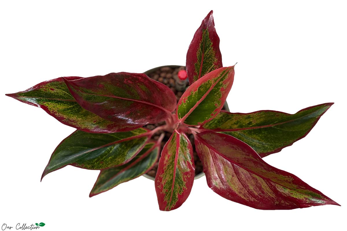 aglaonema red fire Aglaonema 'Red Fire' + Flori 14 Khaki – Greenleaf Garden Center