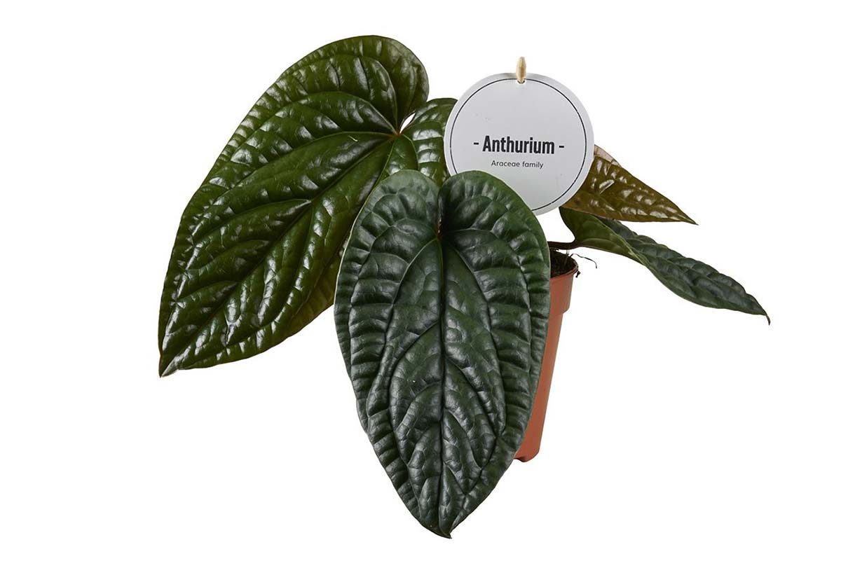 Anthurium luxurians  radicans | Greenleaf  Greenleaf Garden Center