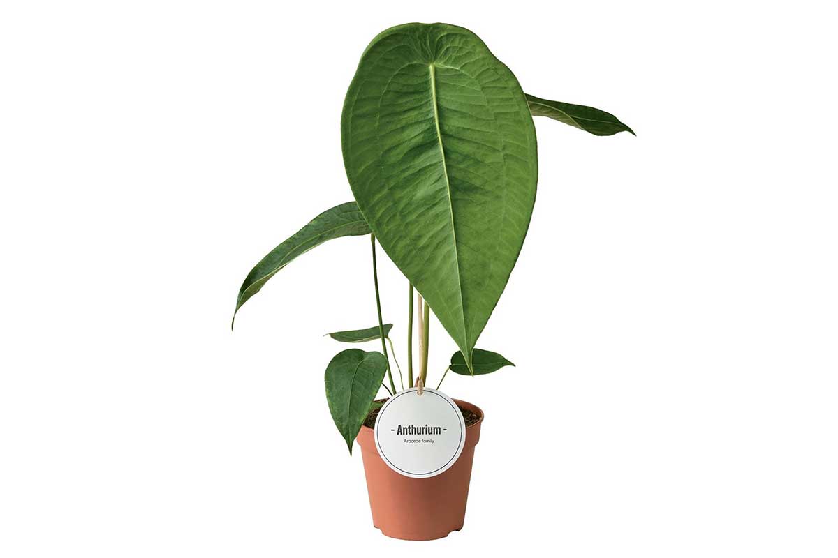 Anthurium peltigerum