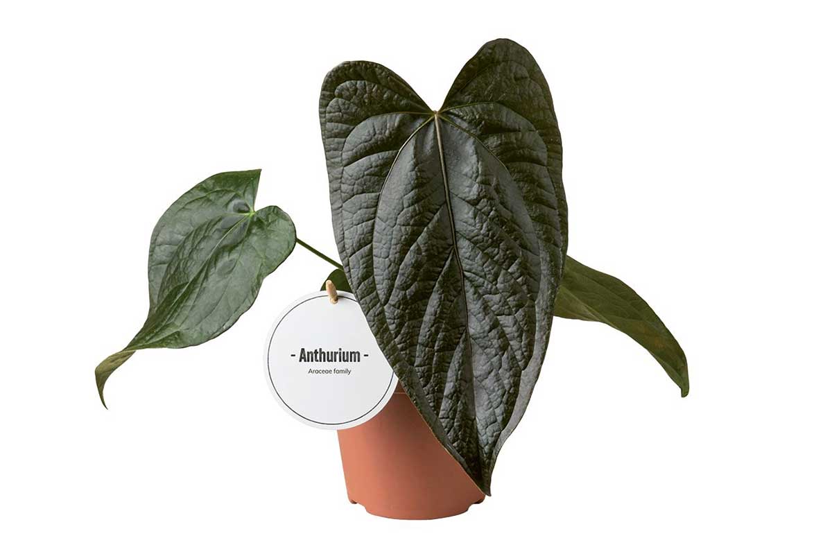 Anthurium Herzfrmige Bltter NatureHolic Anthurium Queen Of Hearts - Groe  Tropische Blattschmuckpflanze Mit Herzfrmigen Blttern