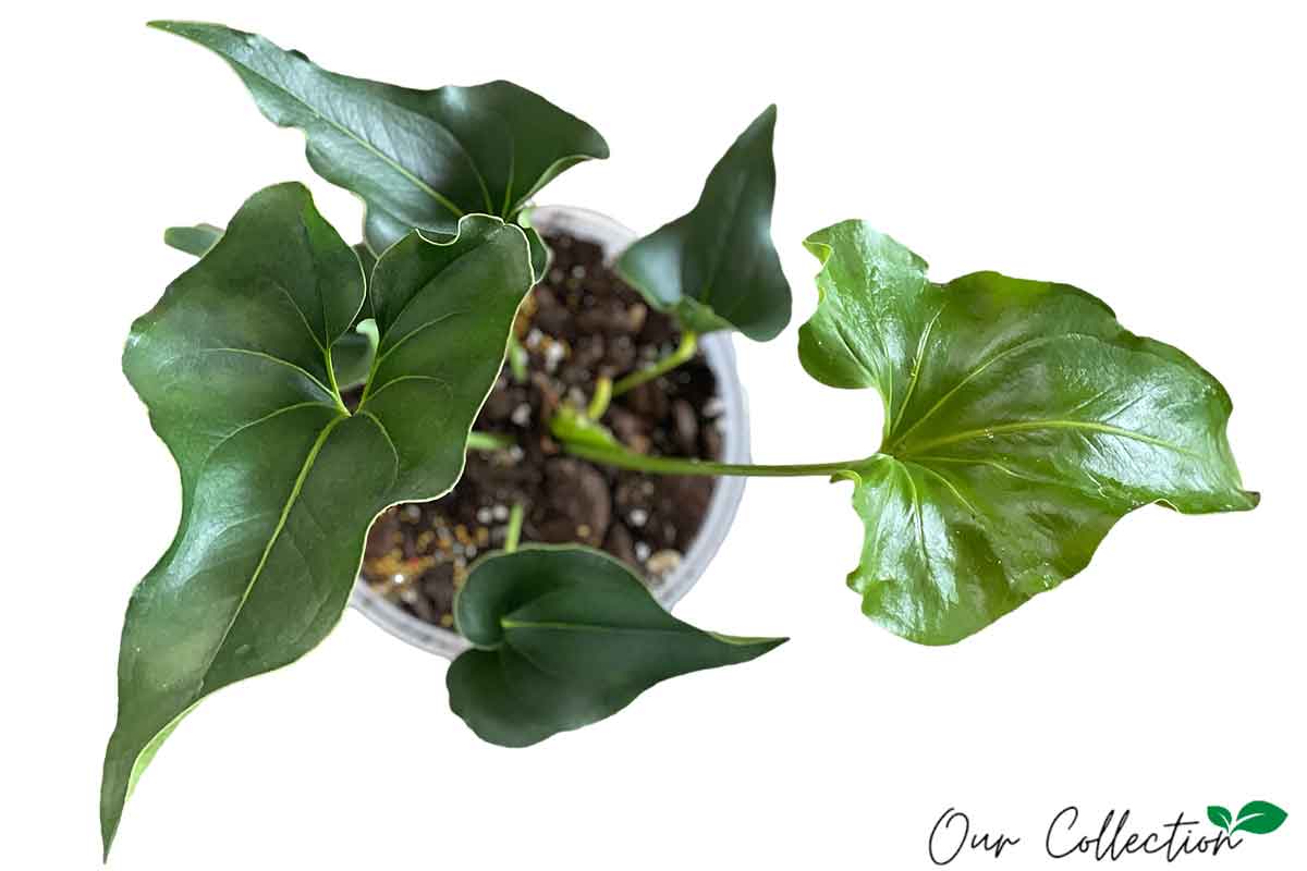 Anthurium ferrierense 'Crisped' 16cm – Greenleaf Garden Center
