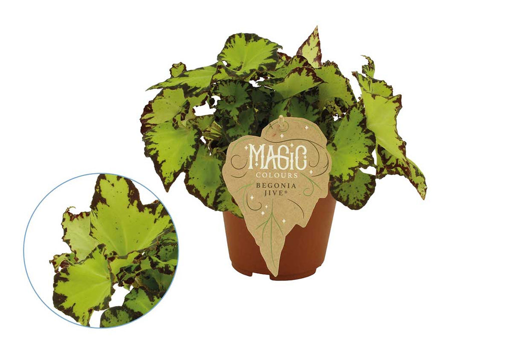 Begonia 'Jive'® 12cm Greenleaf Garden Center