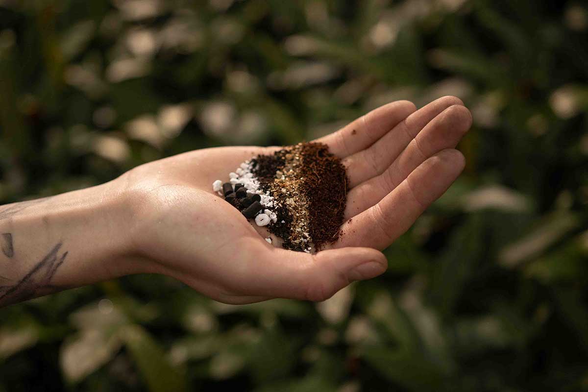 calathea cactus soil Calathea Premium Mix 5lt – Greenleaf Garden Center
