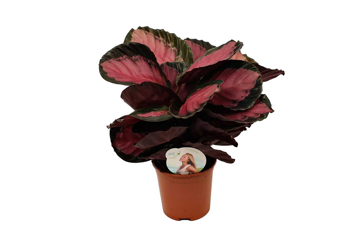 Calathea roseopicta 'Crimson' (Καλαθέα) – 12 εκ, ύψος 35 εκ