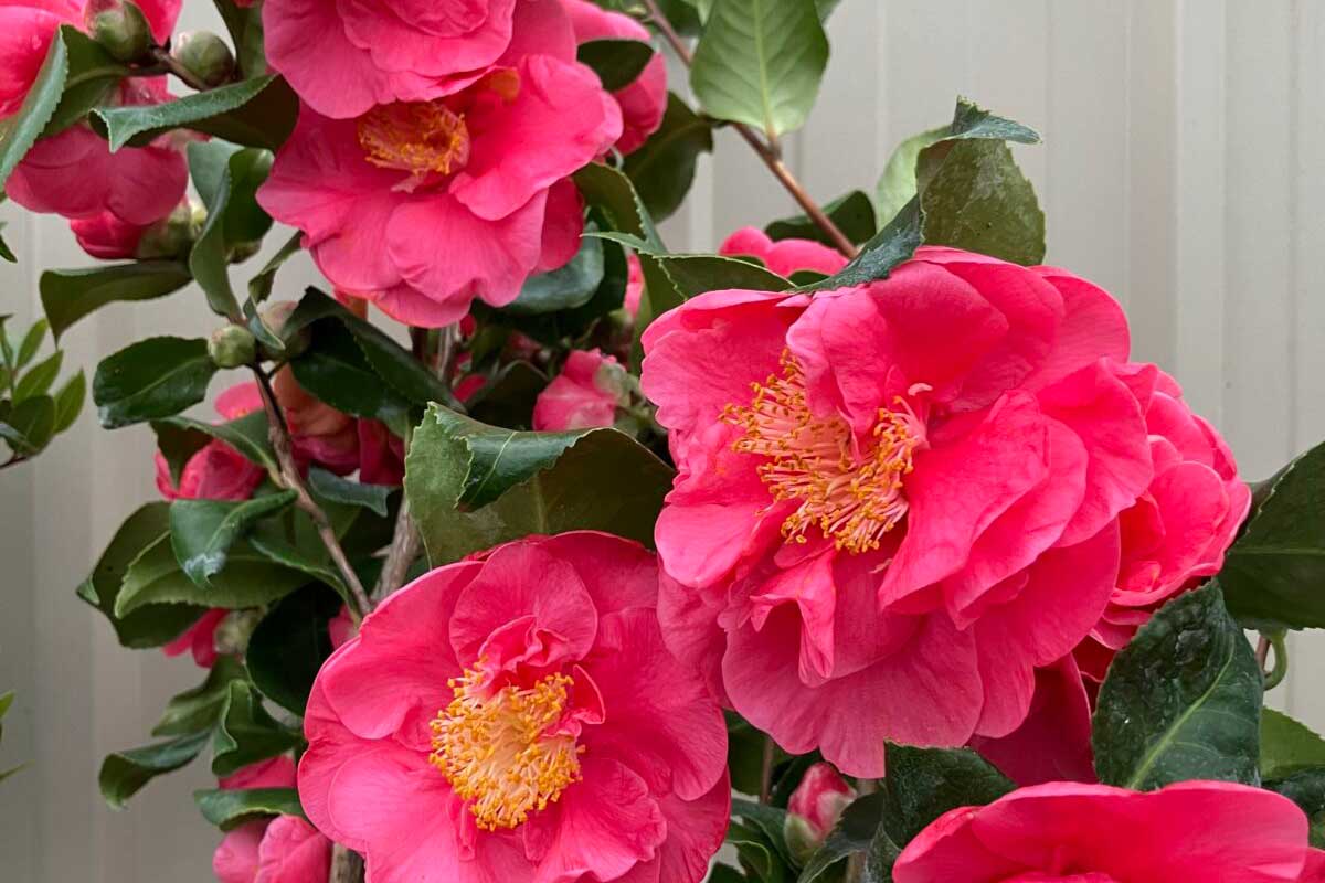 Camellia japonica 'Dr King' — Camellia