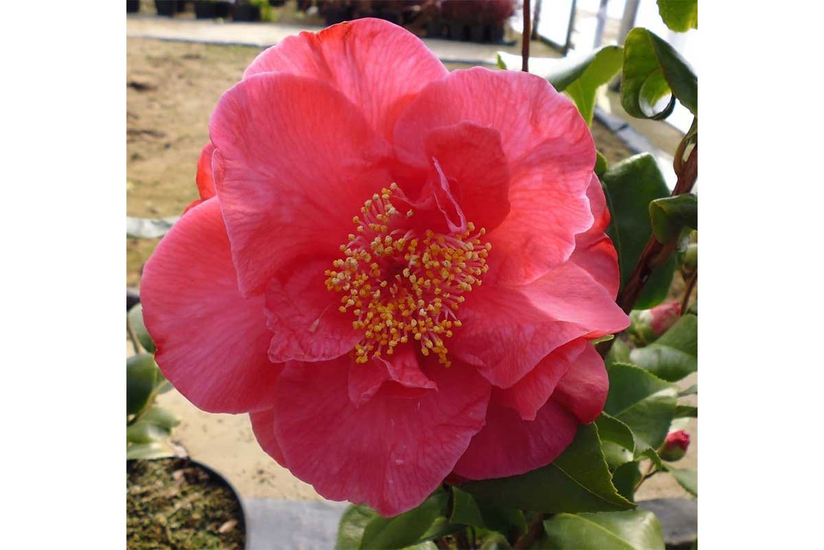 Camellia japonica 'Dr King' — Camellia