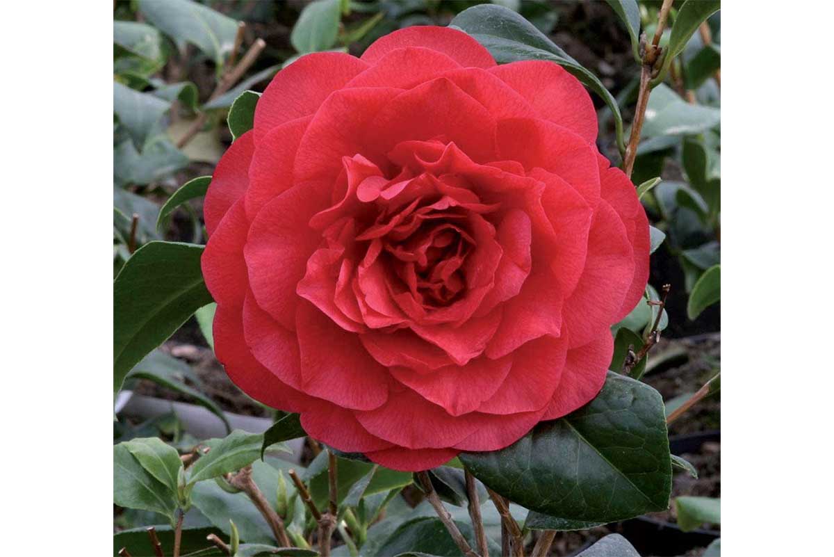 Camellia japonica 'Lady Campbell'