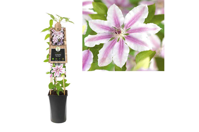 Clematis 'nelly moser' 17cm