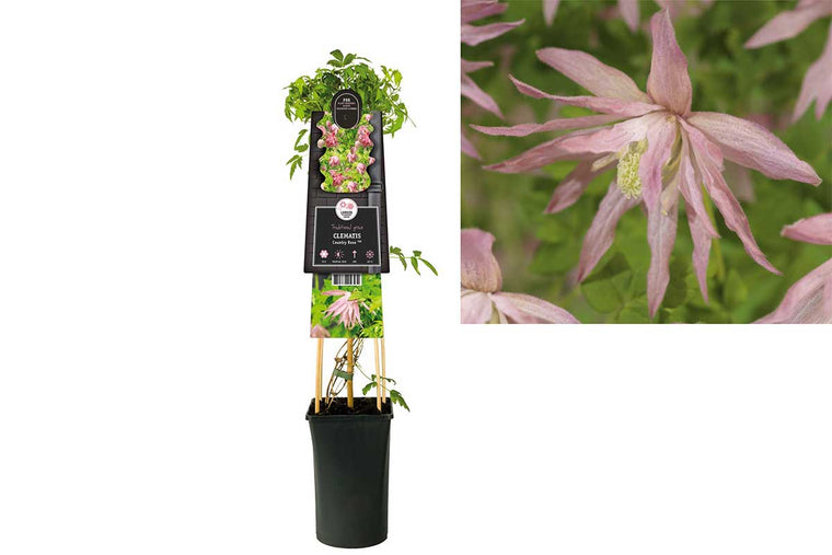 Clematis 'Country Rose'® 17cm