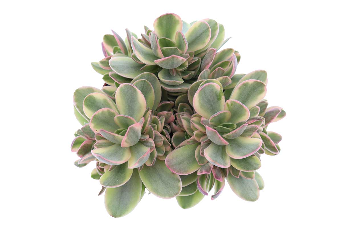 Crassula swaziensis 'Variegata'