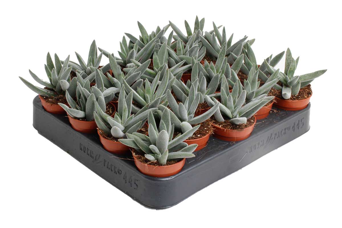 tenelli succulent Crassula 'tenelli' 5.5cm – Greenleaf Garden Center