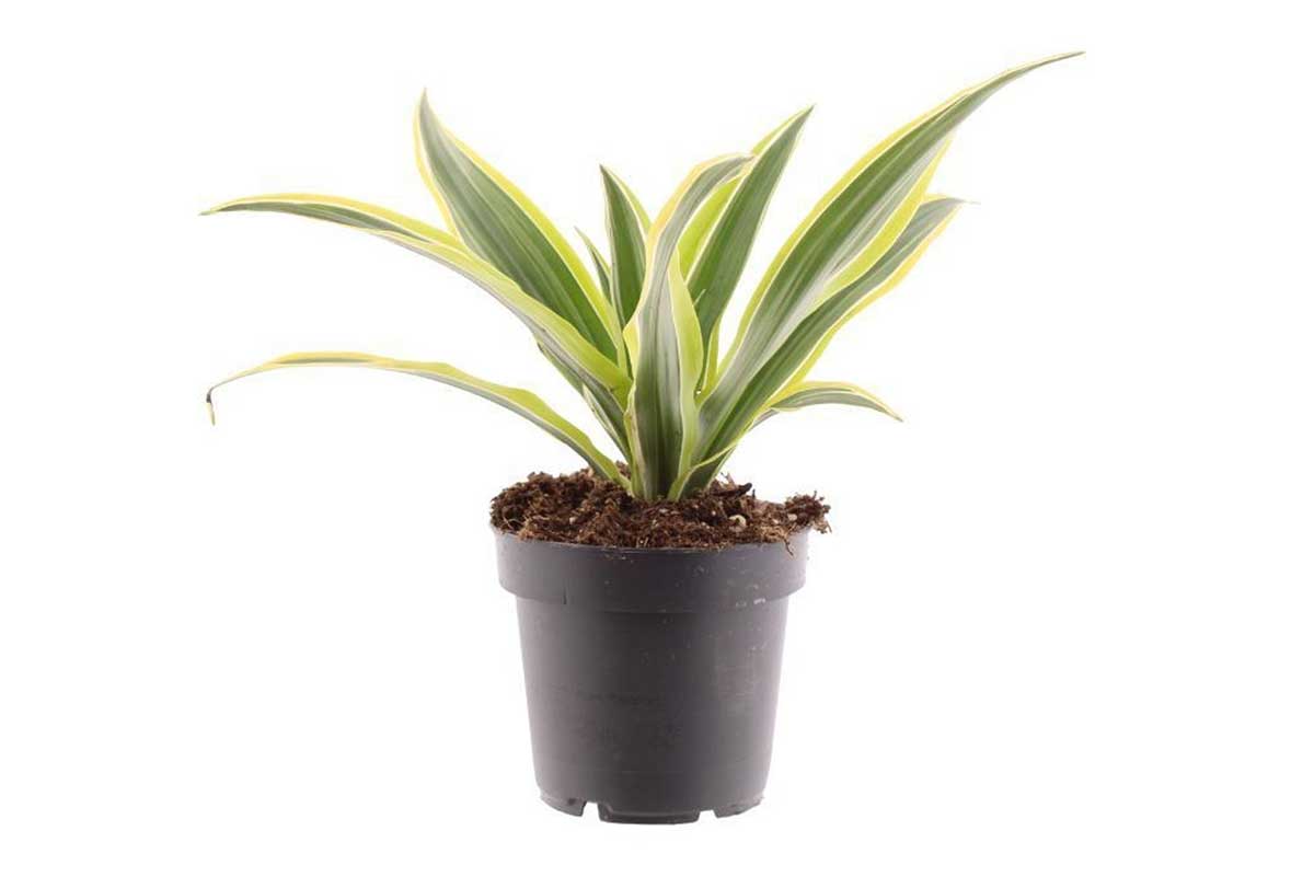lemon lime variegated dracaena Dracaena fragrans 'Lemon Lime'