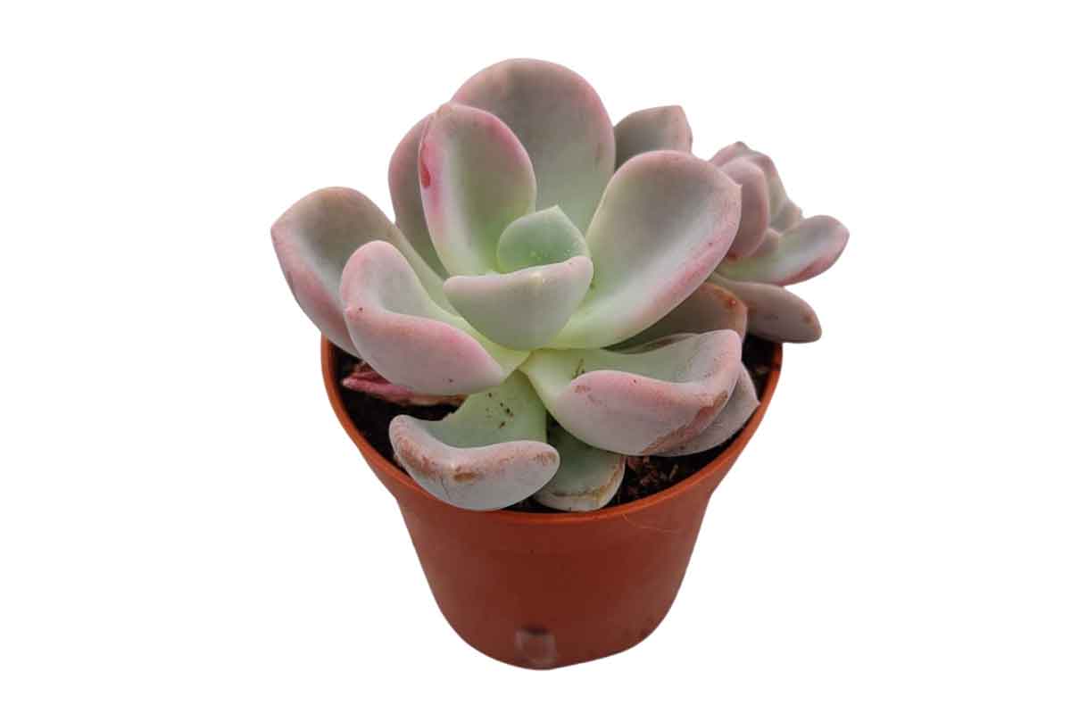 Echeveria orpet pink 5.5cm
