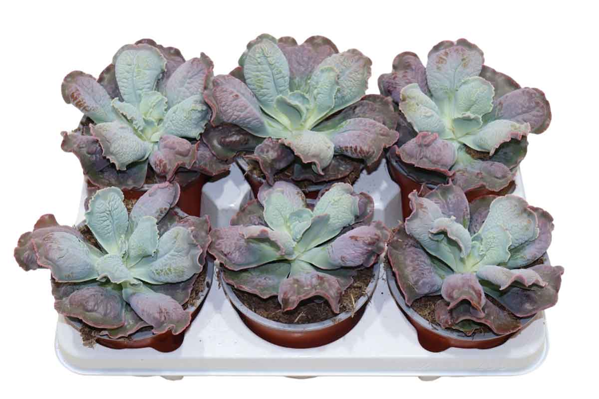 paul bunyan succulent Echeveria 'Paul Bunyan' — Μεγάλη ροζέτα, κόκκινες άκρες στον ήλιο