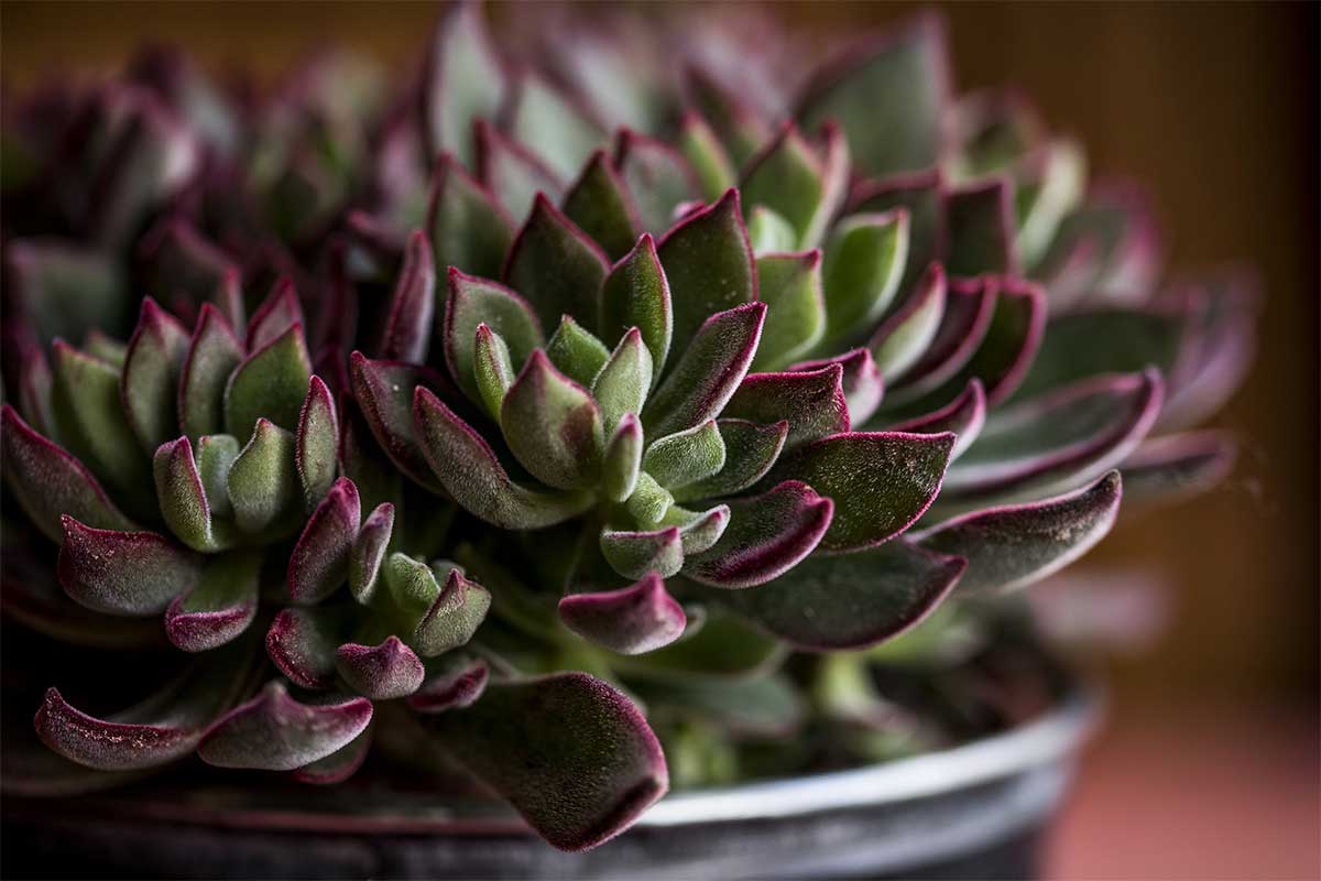 echeveria devotion succulent Echeveria 'Devotion' 10.5cm – Greenleaf Garden Center