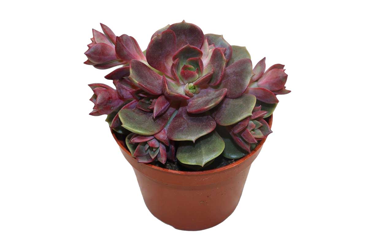 vampire red ball succulent Greenleaf — Echeveria 'Vampire Red Ball' – Greenleaf Garden Center