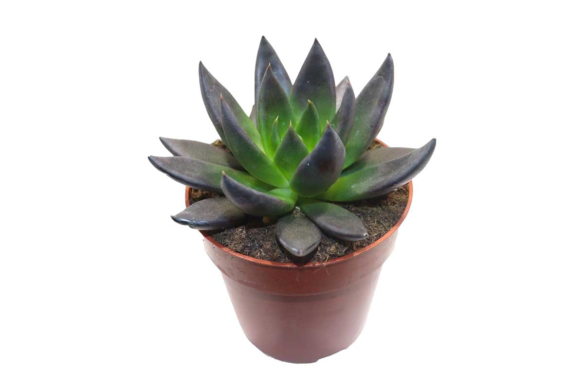 black knight black prince succulent Echeveria 'Black Prince'