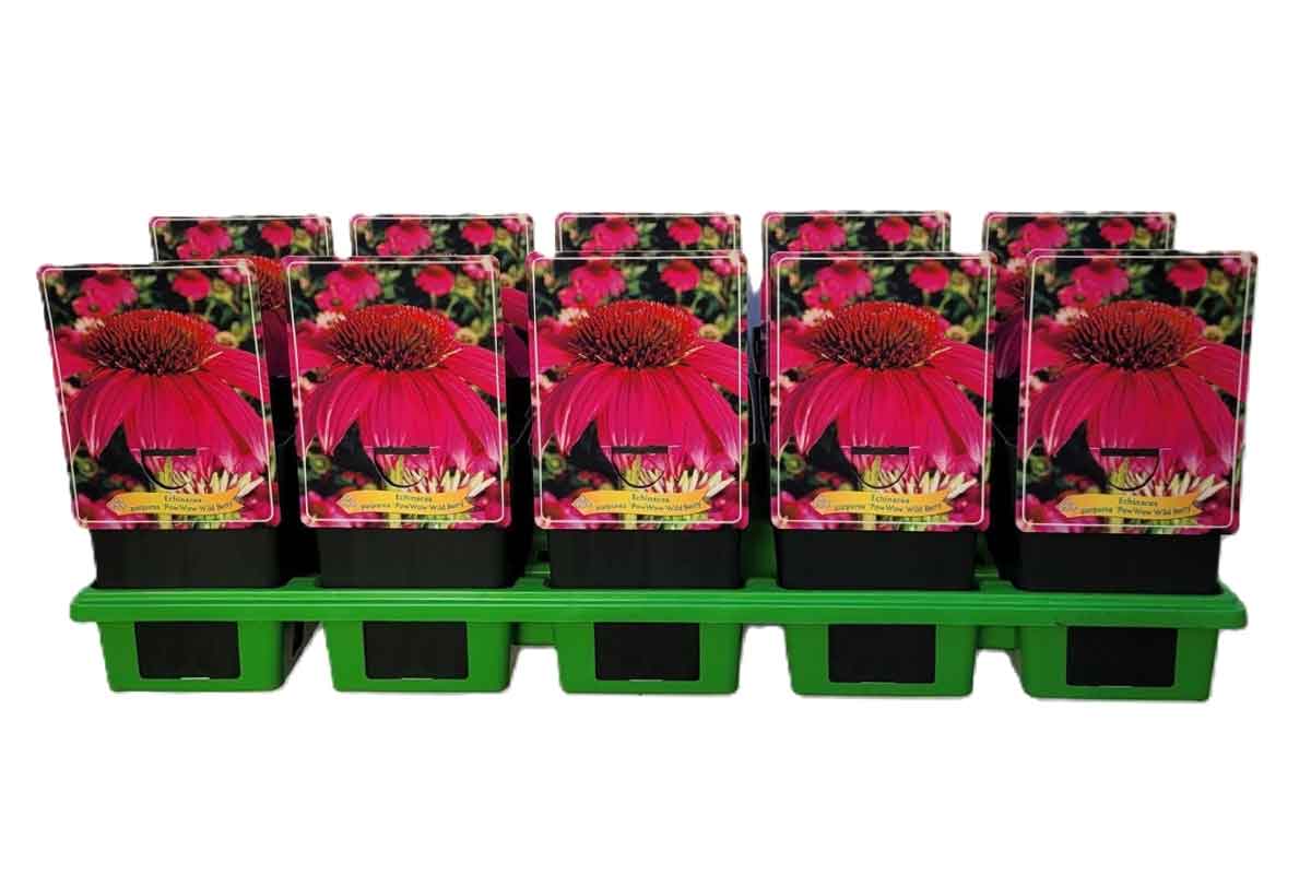 Echinacea 'PowWow® Wild Berry' 11cm