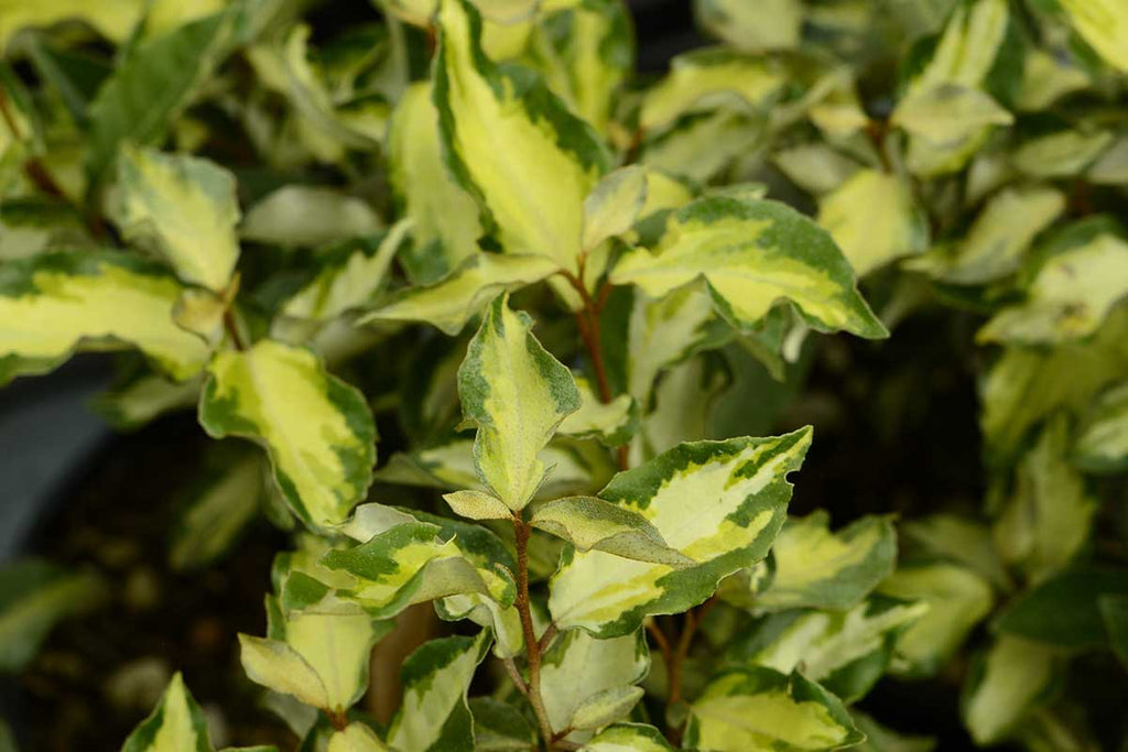 Elaeagnus 'Maryline'® 19cm Greenleaf Garden Center