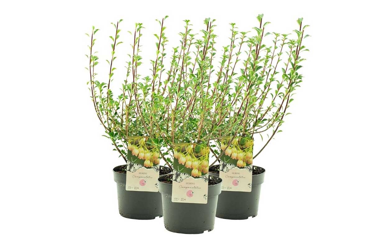 Enkianthus campanulatus