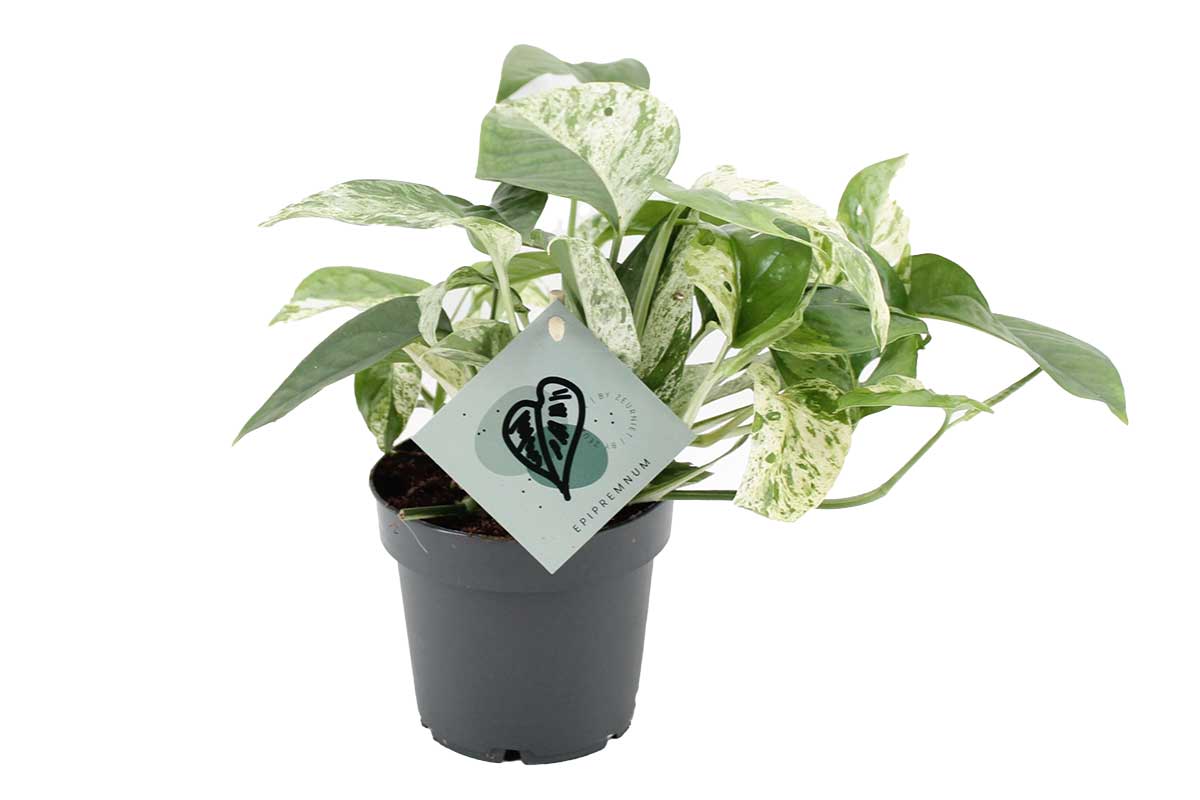 Greenleaf — Epipremnum pinnatum 'Marble Variegata' – Greenleaf Garden Center