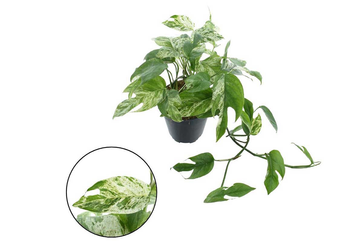 marble king pothos Epipremnum 'Marble King' — Τροπικό φυτό με μαρμάρινο φύλλωμα