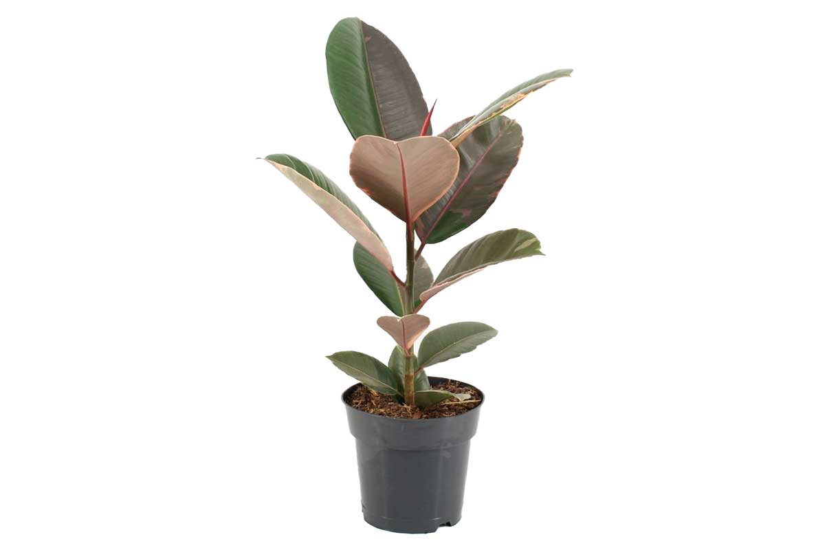 animal crossing rubber tree Ficus 'Pink Camouflage' 17cm – Greenleaf Garden Center