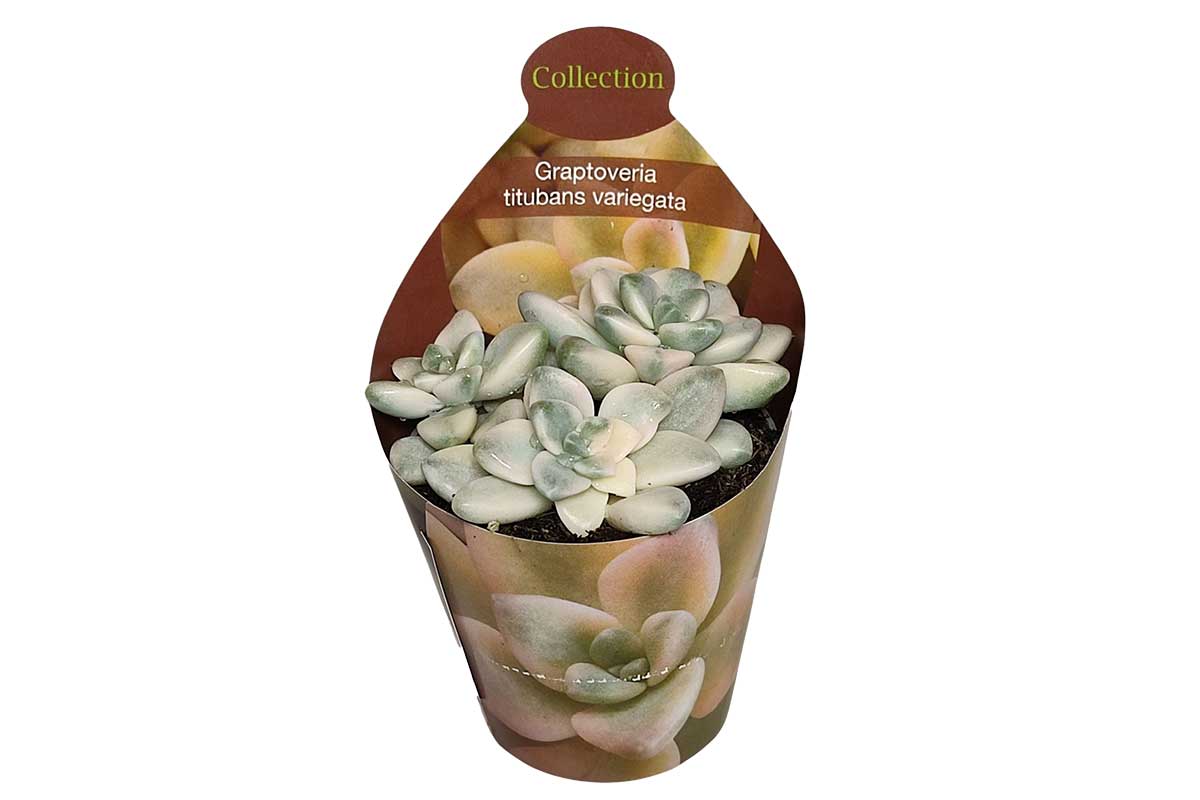 Graptoveria 'Titubans Variegata'
