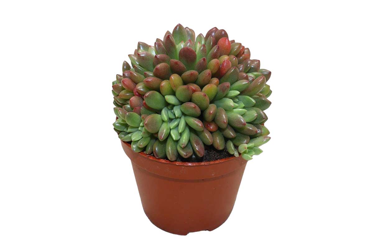 succulent bashful Graptoveria 'Bashful'