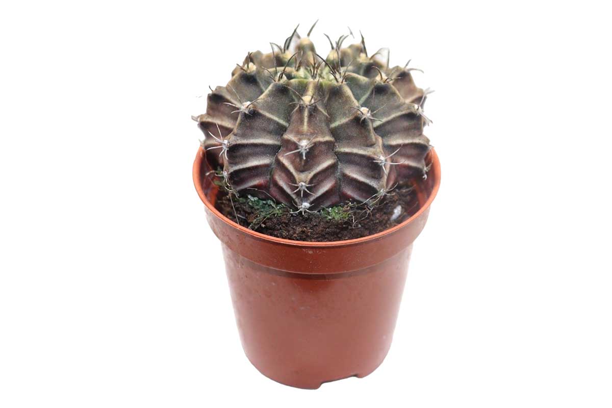 gymnocalycium friedrichii Gymnocalycium friedrichii — Ribbed globose cactus
