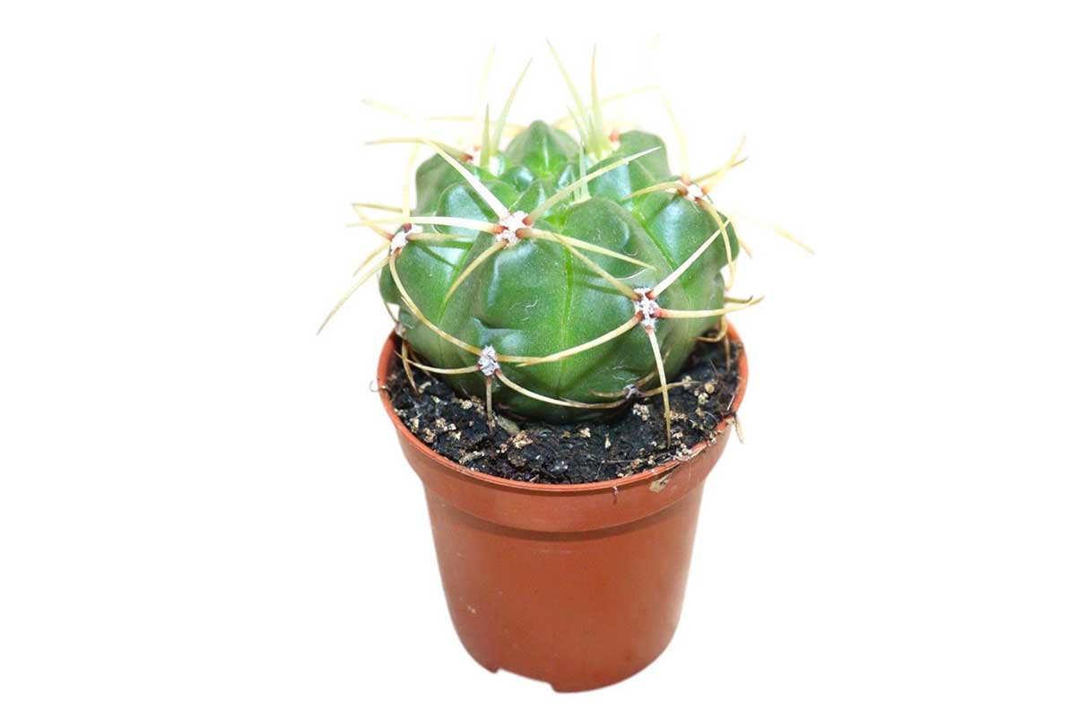Gymnocalycium monvillei — Gymnocalycium