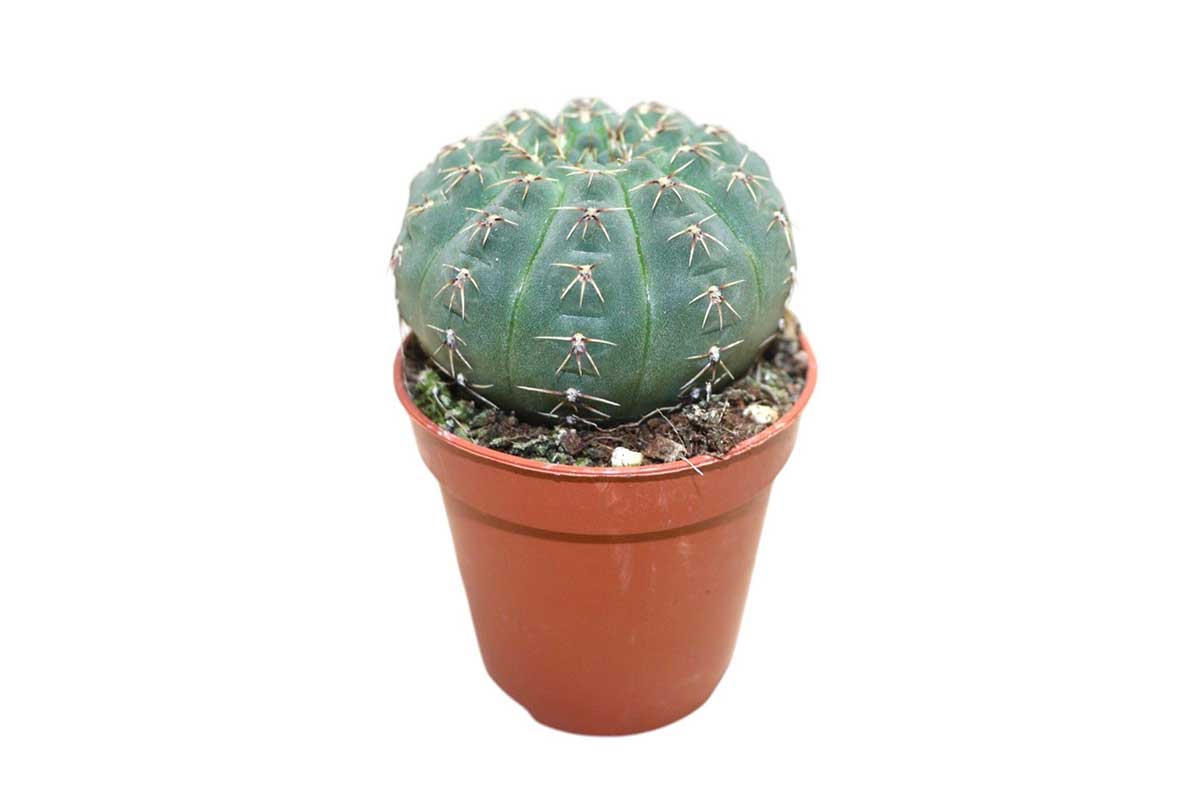 Gymnocalycium quehlianum — Gymnocalycium