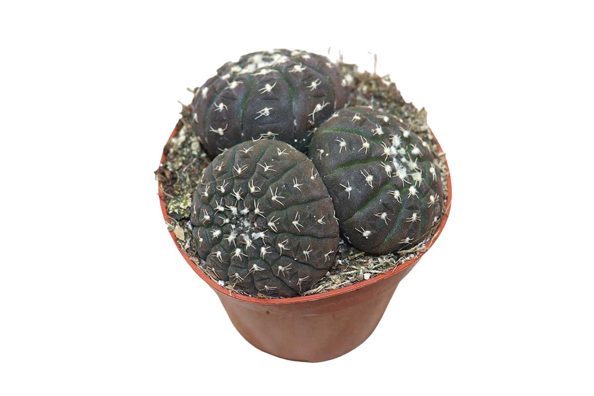 Gymnocalycium ragonesei