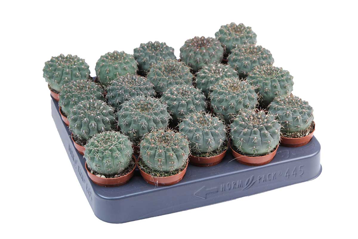 Gymnocalycium quehlianum — Gymnocalycium