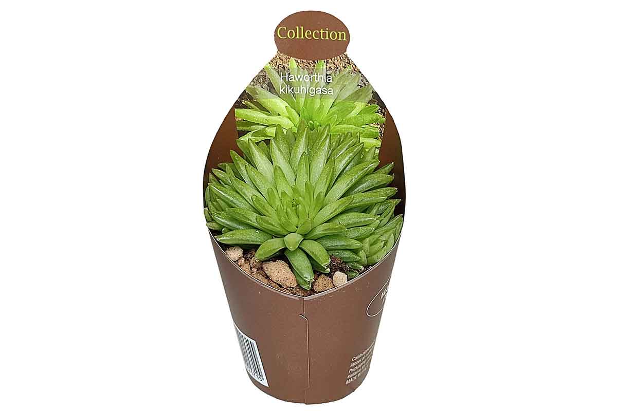 Haworthia kikuhigasa — Χαβόρθια | Greenleaf – Greenleaf Garden Center
