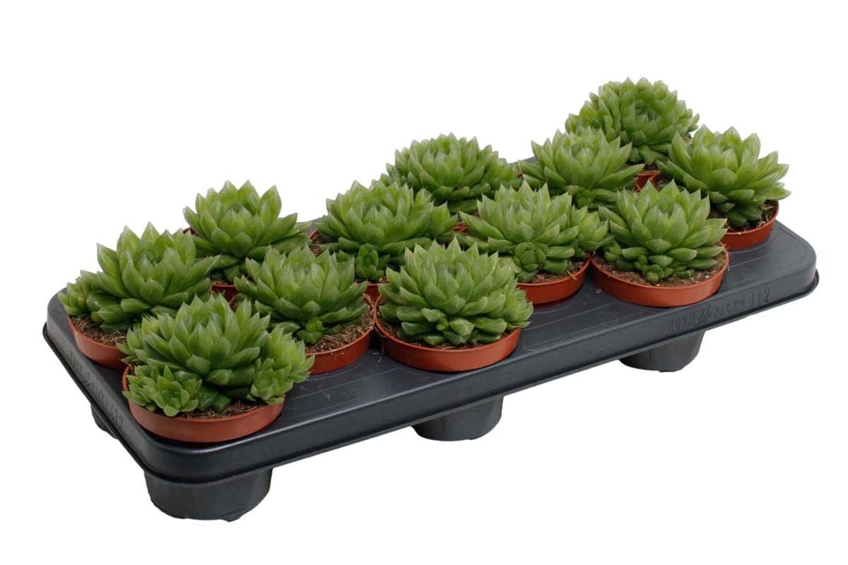 Haworthia cooperi — Χαβόρθια | Greenleaf – Greenleaf Garden Center