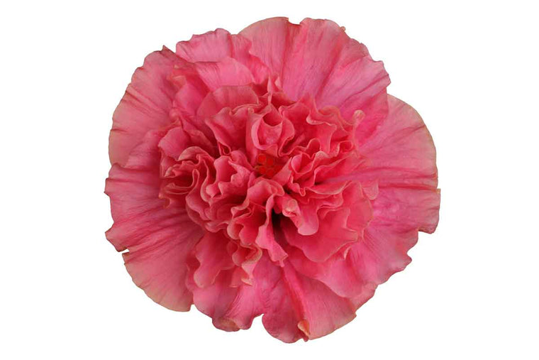 HibisQs® 'Adonicus 'Double Pink'® 19cm