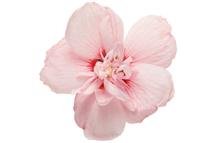 Hibiscus 'Pink Chiffon'® 