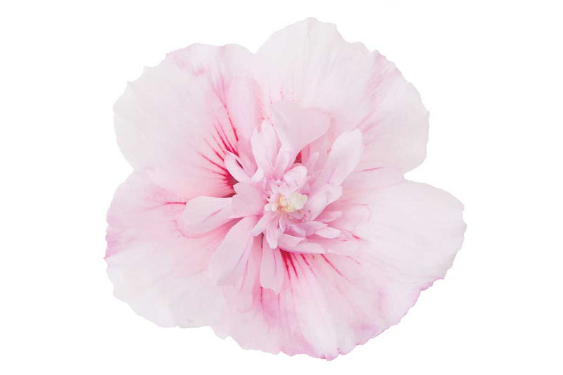 Hibiscus 'Pink Chiffon'® 