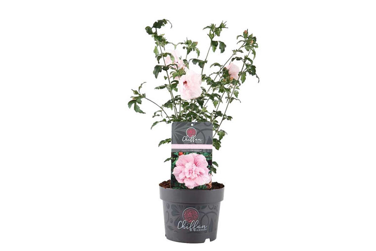 Hibiscus 'Pink Chiffon'® 19cm