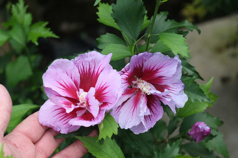 Hibiscus 'Flower Tower'® purple
