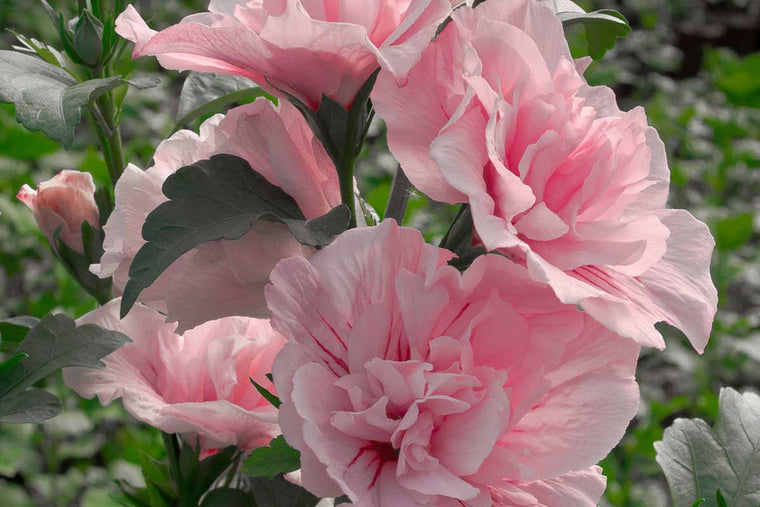 Hibiscus 'Pink Chiffon'® 19cm