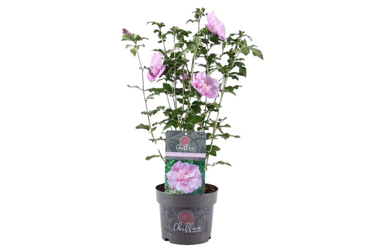 Hibiscus 'Lavender Chiffon'® 19cm