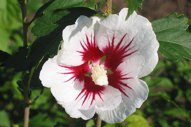 Hibiscus 'Red Heart'®
