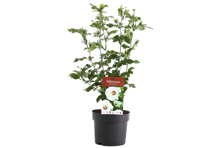 Hibiscus 'Red Heart'® 19cm